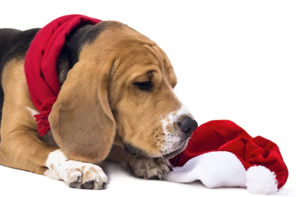 Beagle w czerwonym szalikiem — Zdjęcie stockowe