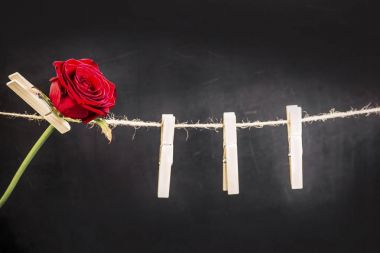 sabahlık üzerinde kırmızı gül