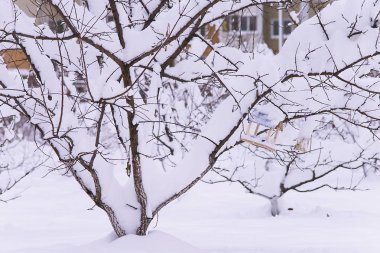 Kışın kardaki ağaç