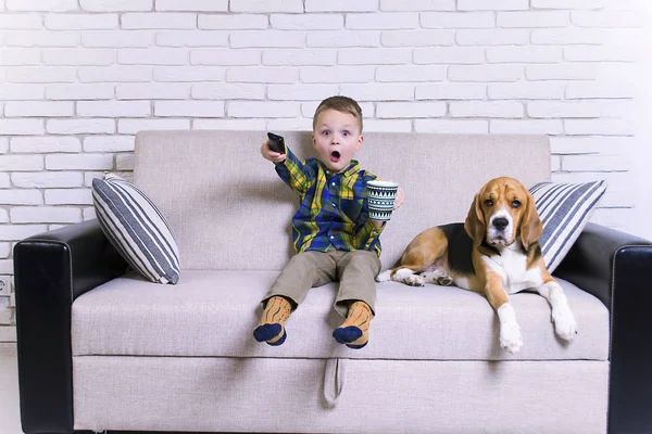 Divertido Chico Con Mando Distancia Viendo Televisión Con Perro Beagle — Foto de Stock