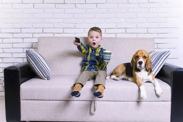 Uzaktan kumanda ile köpek Beagle kanepede televizyon izlerken ile komik çocuk