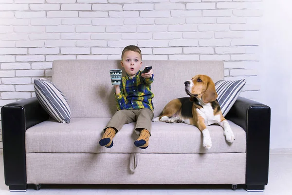 Zabawny Chłopak Pilotem Oglądanie Telewizji Pies Beagle Kanapie — Zdjęcie stockowe