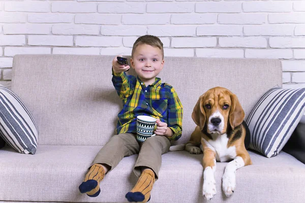 funny boy with remote control watching TV with dog Beagle on the couch