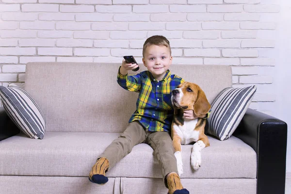 Uzaktan kumanda ile köpek Beagle kanepede televizyon izlerken ile komik çocuk