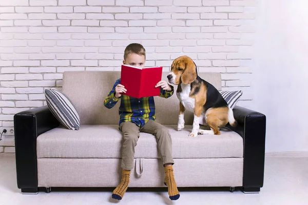 Divertido Chico Leyendo Libro Con Perro Beagle Sofá — Foto de Stock