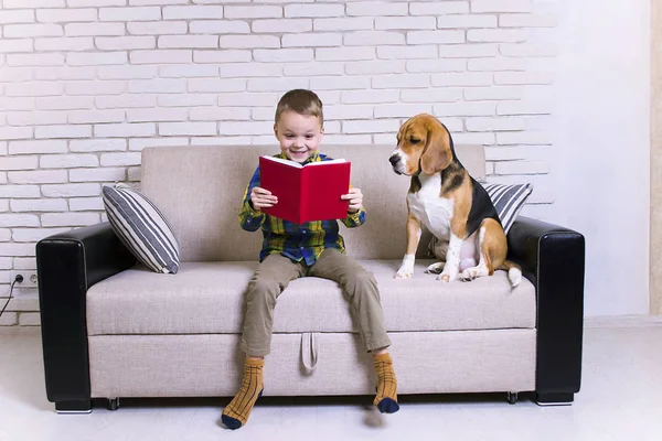 Divertido Chico Leyendo Libro Con Perro Beagle Sofá — Foto de Stock
