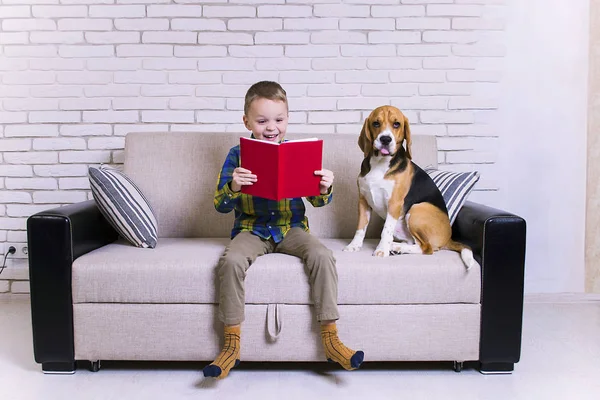Garoto Engraçado Lendo Livro Com Cão Beagle Sofá — Fotografia de Stock