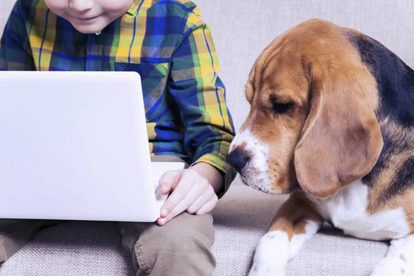 funny boy playing a laptop with a beagle dog on the couch