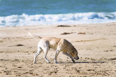 köpek labrador yaz aylarında sahilde