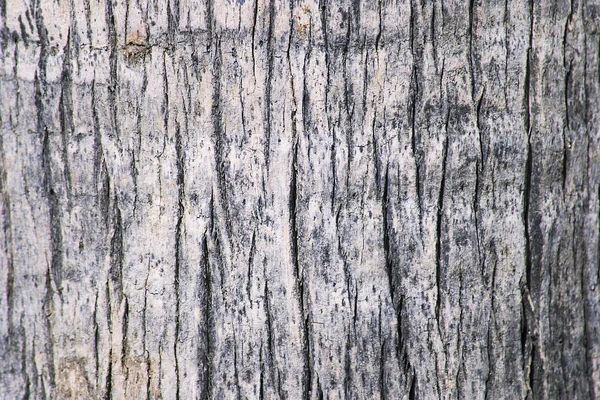 Wooden Background Texture Palm Tree — Stock Photo, Image