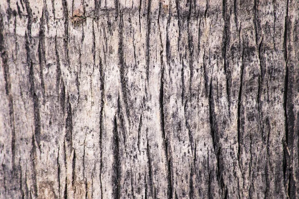 Textura Fondo Madera Una Palmera — Foto de Stock