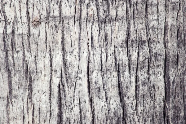 Holzhintergrund Textur Einer Palme — Stockfoto