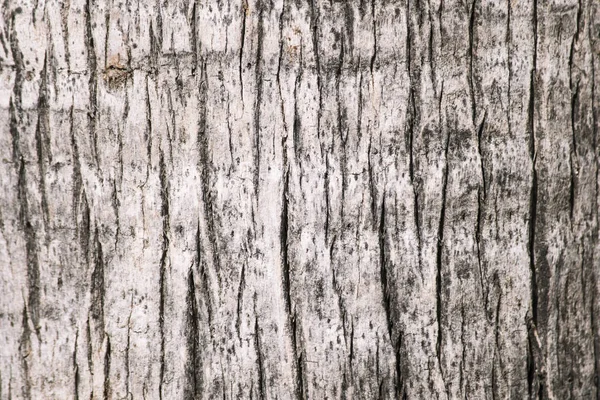 Fából Készült Háttér Textúra Egy Pálmafa Árnyékában — Stock Fotó
