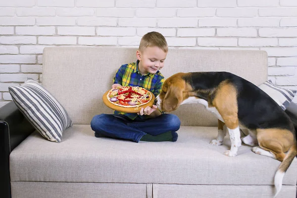 funny boy and dog beagle eat pizza on the sofa