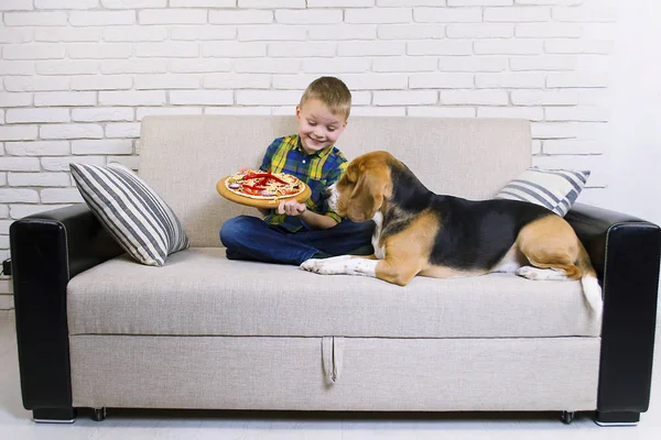 Engraçado Menino Cão Beagle Comer Pizza Sofá — Fotografia de Stock