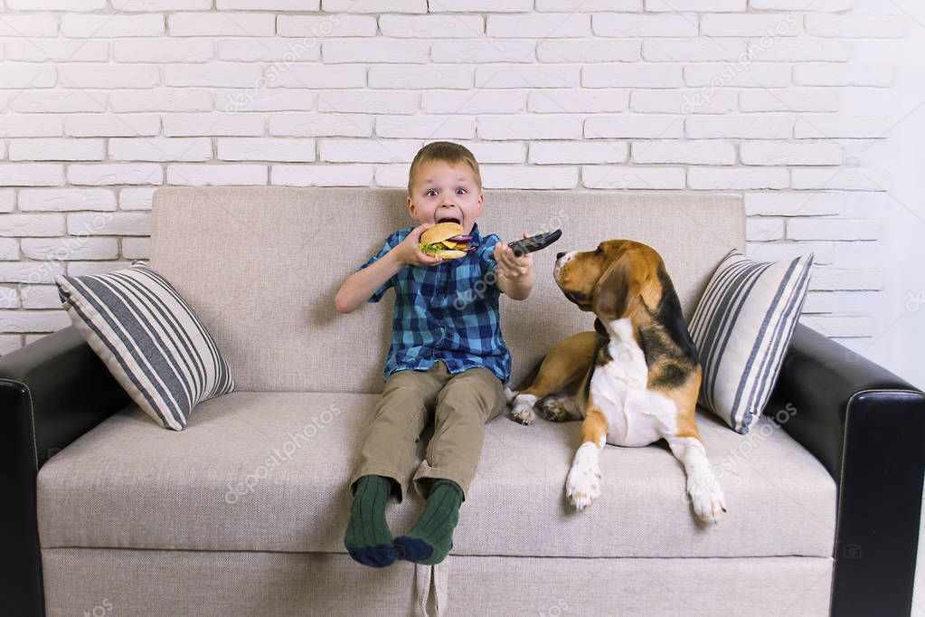 funny boy and dog beagle eating a hamburger on the sofa