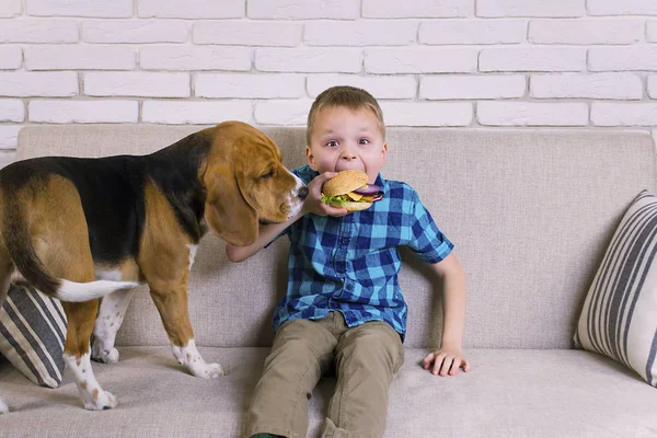 Весельчак Собачка Жуют Гамбургер Диване — стоковое фото