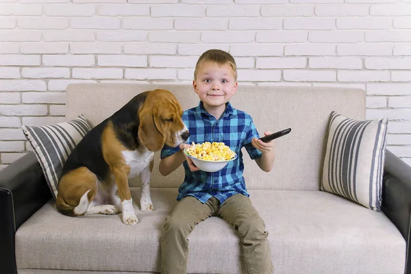 Engraçado Menino Cão Beagle Comer Pipocas Sofá Sala — Fotografia de Stock