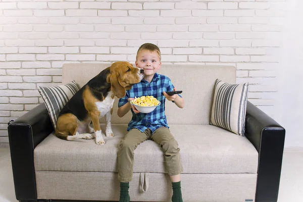 Engraçado Menino Cão Beagle Comer Pipocas Sofá Sala — Fotografia de Stock