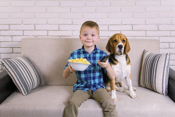 Engraçado Menino Cão Beagle Comer Pipocas Sofá Sala — Fotografia de Stock