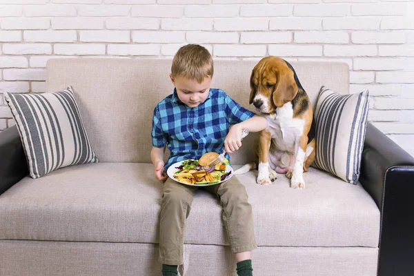 Engraçado Menino Cão Beagle Comer Batatas Fritas Hambúrguer Sofá Sala — Fotografia de Stock