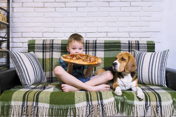 Engraçado Menino Cão Beagle Comer Pizza Sofá Sala — Fotografia de Stock