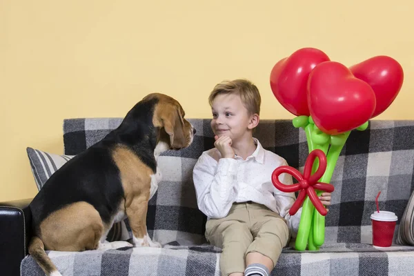 Menino Bonito Segurando Monte Balões Forma Coração Cão Beagle Engraçado — Fotografia de Stock