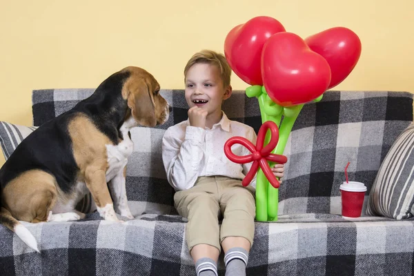 Menino Bonito Segurando Monte Balões Forma Coração Cão Beagle Engraçado — Fotografia de Stock