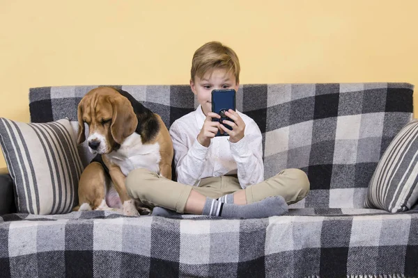 cute boy looks smartphone in a case and funny beagle dog on the sofa