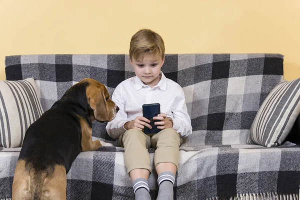 Bonito Menino Parece Smartphone Caso Engraçado Cão Beagle Sofá — Fotografia de Stock