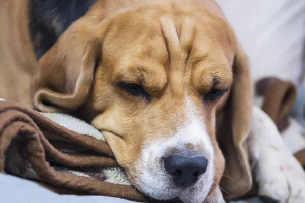 Лицо Симпатичной Бродячей Собаки Крупным Планом — стоковое фото