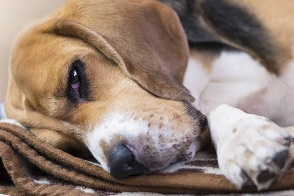 Cara Lindo Perro Beagle Cerca — Foto de Stock