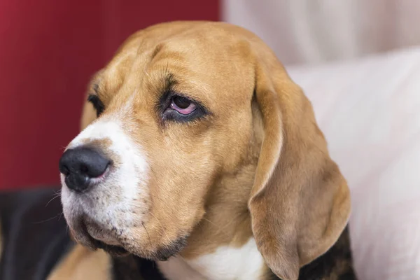 Twarz Słodkie Beagle Pies Zbliżenie — Zdjęcie stockowe