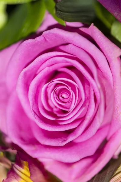 Sfondo Bella Rosa Rosa Primo Piano Mazzo Fiori — Foto Stock