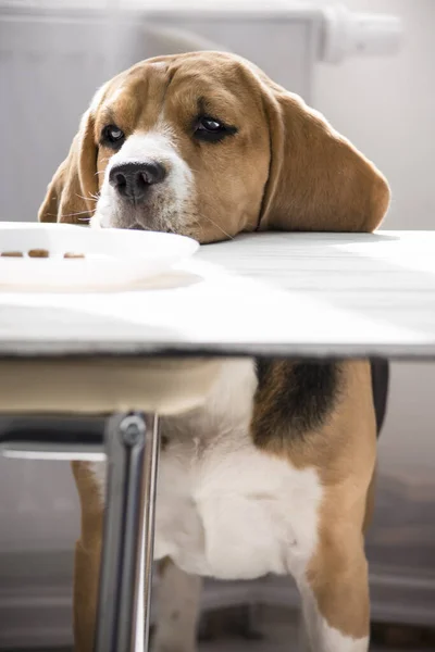 Lindo Divertido Beagle Perro Buscando — Foto de Stock