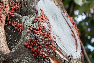 Kış uykusundan sonra yiyecek aramak için Redbug ailesi.
