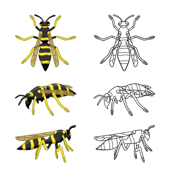 Wespen Setzen Farbige Und Linienförmige Abbildungen Cartoon Und Outline Stil — Stockvektor