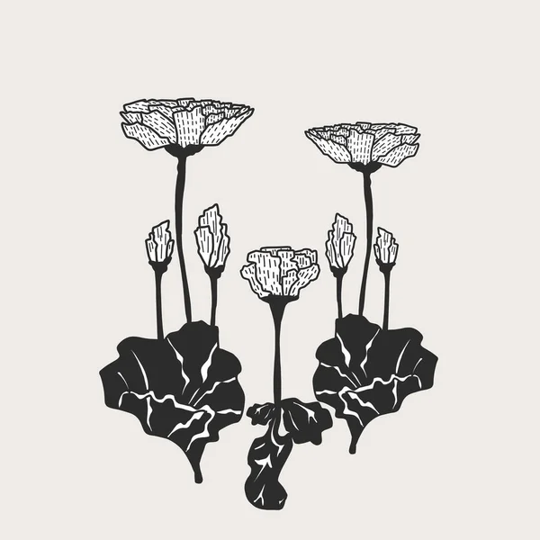 Flower hand drawn black and white flowers Aster Cynia. vector illustration. isolated on background