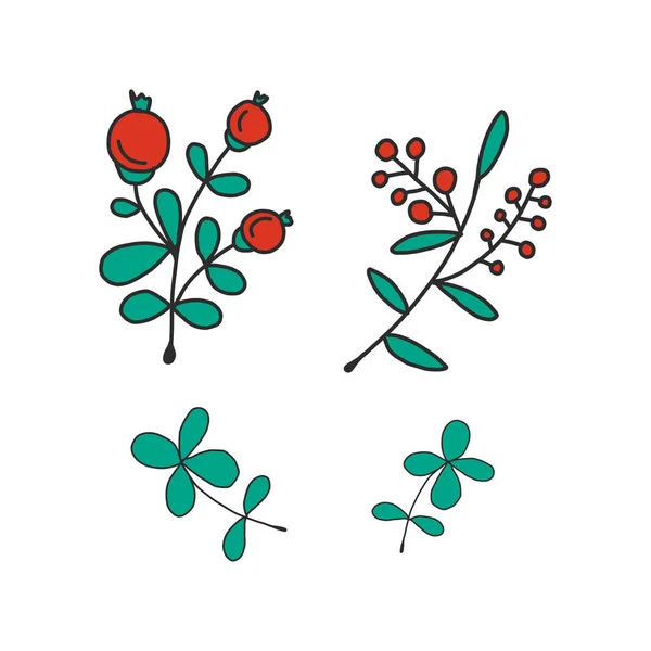 Set di fiori, piante e bacche disegnati a mano. Illustrazione vettoriale. Raccolta storia giardino . — Vettoriale Stock