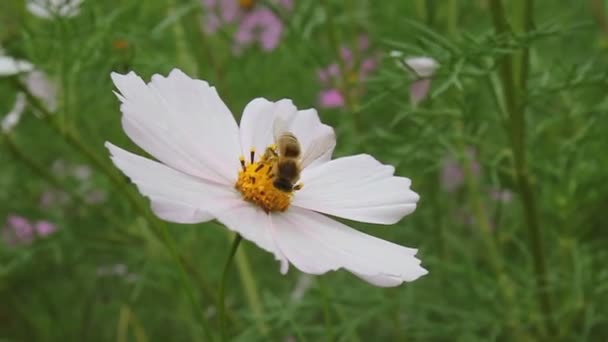 Een Bij Verzamelt Nectar Van Een Bloem — Stockvideo