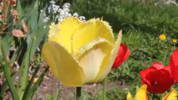 Yellow Tulip Swaying Slightly Wind — Stock Video