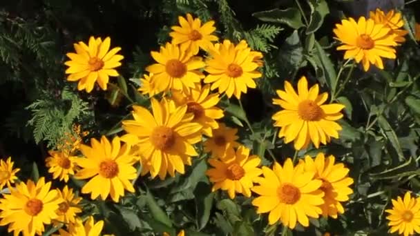花园里花坛上的黄花 — 图库视频影像
