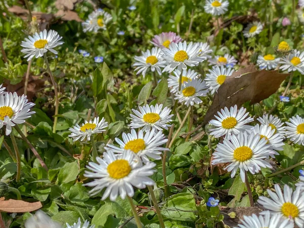 Närbild Skott Prästkragar Våren — Stockfoto