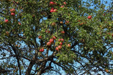 Elma ağacı mavi gökyüzü arka planında