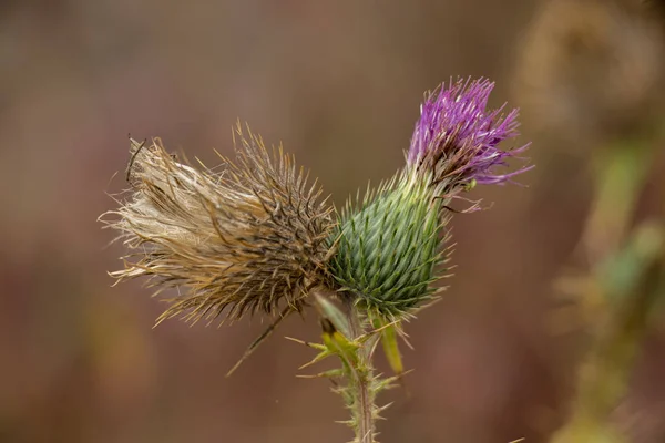 Thistle Blomma Blommande Och Vissnade — Stockfoto