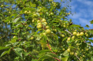 Yapraklardan ve mavi gökyüzünden bir demet sarı erik.