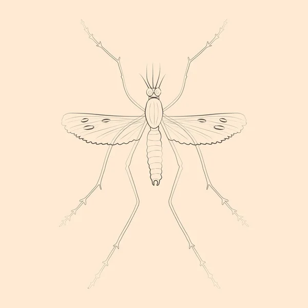 Ilustração Mosquito Desenho Mão Esboço Isolado Vetor — Vetor de Stock