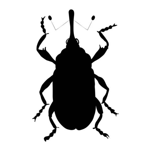 Cotton Weevil Silhouette Isolated White Background Vector — Stock Vector