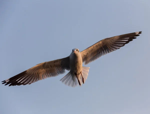 Gaviota voladora en el cielo — Foto de Stock