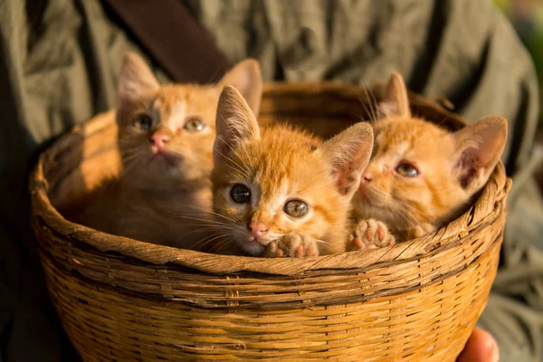 Χαριτωμένα γατάκια που κάθεται σε ένα καλάθι — Φωτογραφία Αρχείου